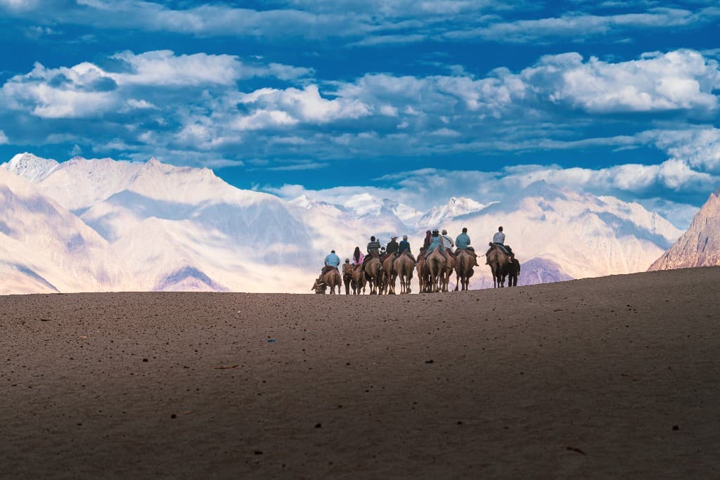 Camel safari across sand dunes with snow-capped mountains in Nubra Valley